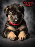 Red collar, a male German Shepherd Dog for sale in Lake Villa, IL – 1 of 3