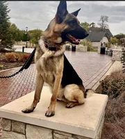 Blue boy sable, a male German Shepherd Dog for sale in Lake Villa, IL – Photo 3 of 4