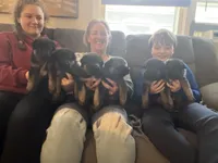 Blue boy sable, a male German Shepherd Dog for sale in Lake Villa, IL – Photo 4 of 4