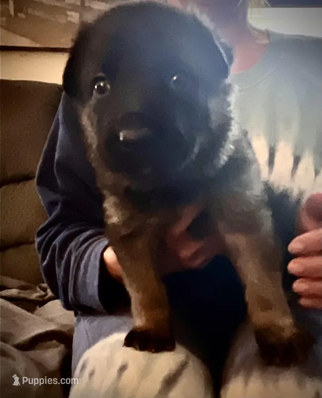 Blue boy sable – German Shepherd Dog puppy for sale in Lake Villa, IL