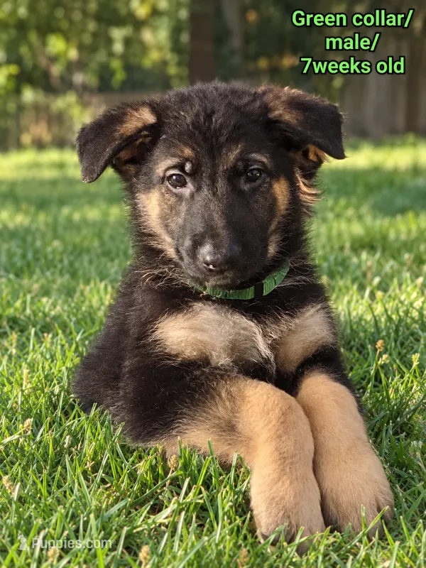 Green collar – German Shepherd Dog puppy for sale in Lake Villa, IL