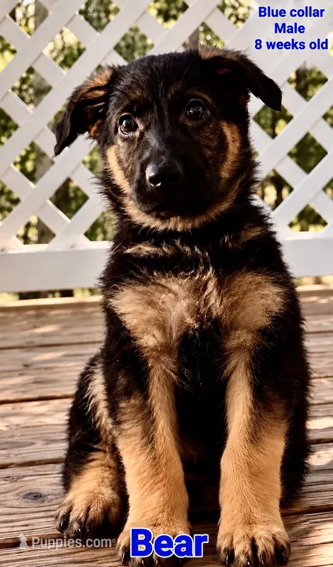 Bear “Blue collar” – German Shepherd Dog puppy for sale in Lake Villa, IL
