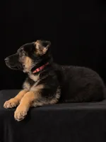 Stella “Pink collar”, a female German Shepherd Dog for sale in Lake Villa, IL – 2 of 4
