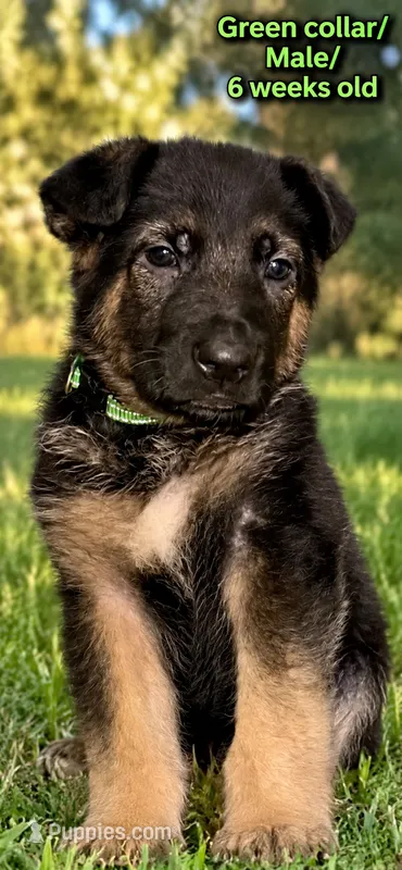 Green collar – German Shepherd Dog puppy for sale in Lake Villa, IL