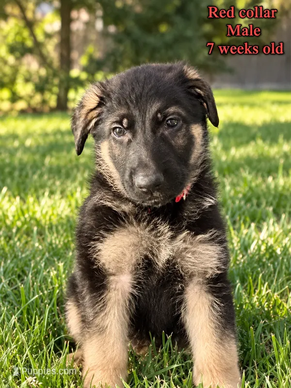 Red collar – German Shepherd Dog puppy for sale in Lake Villa, IL