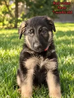 Rambo” Red collar”, a male German Shepherd Dog for sale in Lake Villa, IL – 1 of 4