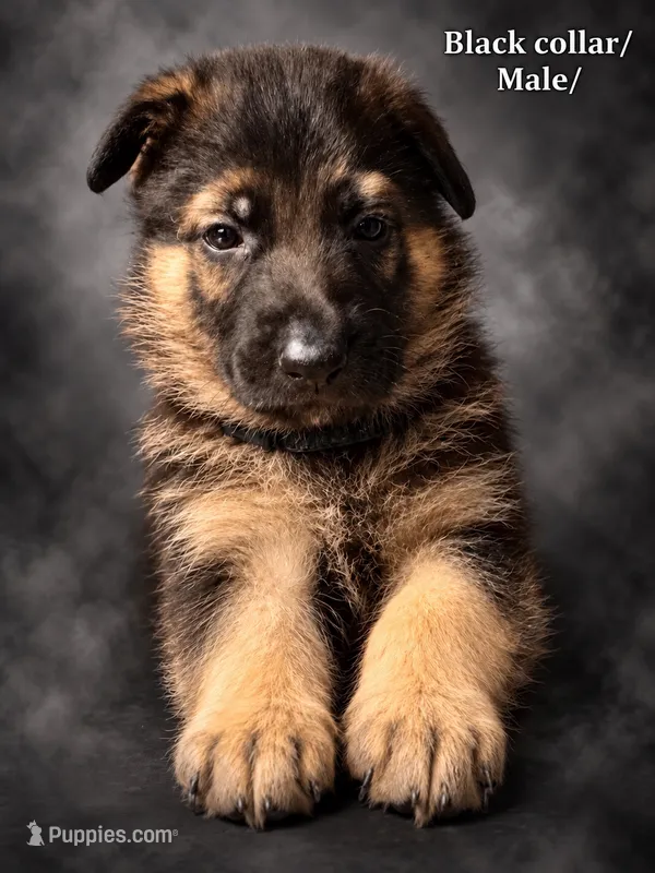 Black collar – German Shepherd Dog puppy for sale in Lake Villa, IL