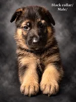 Black collar, a male German Shepherd Dog for sale in Lake Villa, IL – 1 of 3