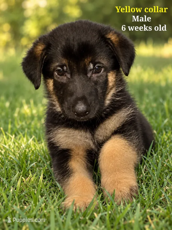 Yellow collar – German Shepherd Dog puppy for sale in Lake Villa, IL