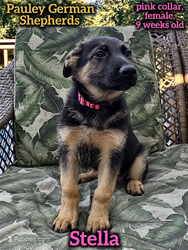 Stella “Pink collar” – German Shepherd Dog puppy for sale in Lake Villa, IL
