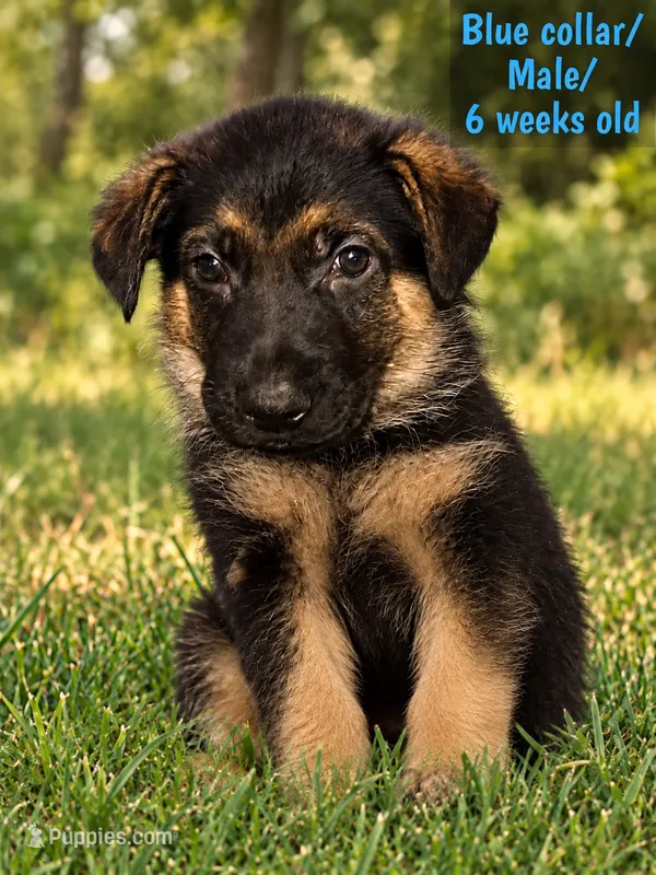 Blue collar – German Shepherd Dog puppy for sale in Lake Villa, IL