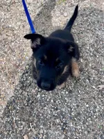 Rosie- AKC black and Tan, a female German Shepherd Dog for sale in Lake Villa, IL – 5 of 8