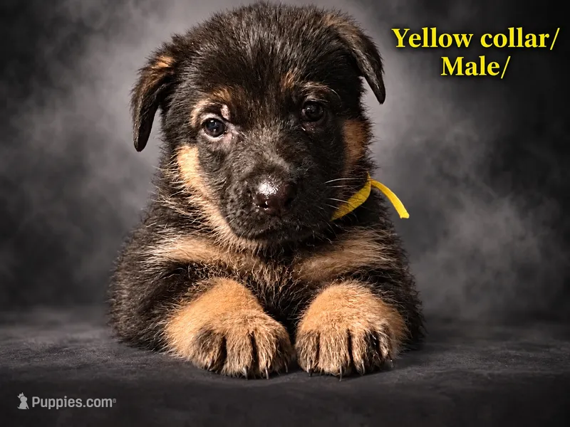 Yellow collar – German Shepherd Dog puppy for sale in Lake Villa, IL