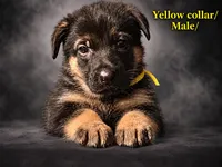 Yellow collar, a male German Shepherd Dog for sale in Lake Villa, IL – 1 of 3