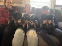 Purple girl, a female German Shepherd Dog for sale in Lake Villa, IL – Photo 4 of 4