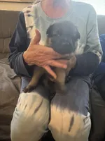 Purple girl, a female German Shepherd Dog for sale in Lake Villa, IL – Photo 1 of 4