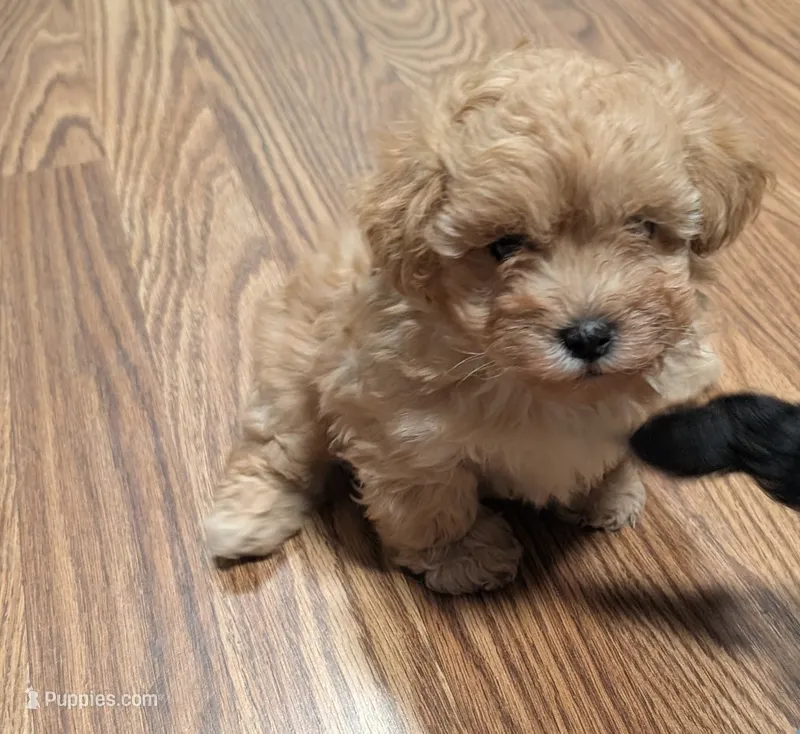 Ragnar – Shih Tzu, Poodle - Toy  puppy for sale in Dillon, SC