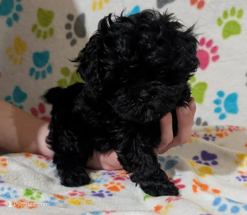 Girl 1 – Shih Tzu, Poodle - Toy  puppy for sale in Dillon, SC