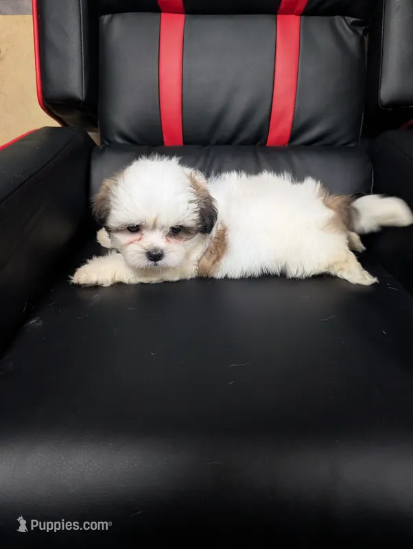 Luke – Maltese, Shih Tzu puppy for sale in Dillon, SC