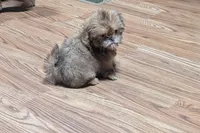 Yellow , a female Shih Tzu for sale in Dillon, SC – 4 of 4