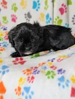 Shih poo girl , a female Shih Tzu and Poodle - Toy  for sale in Dillon, SC – 3 of 3