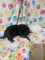 Shih poo girl 1, a female Shih Tzu and Poodle - Toy  for sale in Dillon, SC – Photo 3 of 3