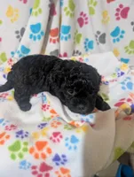 Shih poo girl 1, a female Shih Tzu and Poodle - Toy  for sale in Dillon, SC – Photo 2 of 3