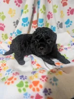 Shih poo girl 1, a female Shih Tzu and Poodle - Toy  for sale in Dillon, SC – Photo 1 of 3