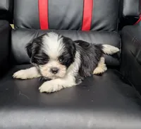 Rowan 2, a male Shih Tzu for sale in Dillon, SC – 2 of 3
