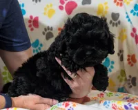 Boy 1, a male Shih Tzu and Poodle - Toy  for sale in Dillon, SC – 2 of 2