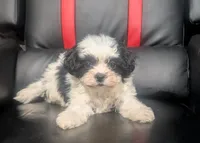 Rowan 1, a male Shih Tzu for sale in Dillon, SC – 2 of 3