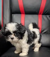 Ivey 3, a female Shih Tzu for sale in Dillon, SC – 3 of 3
