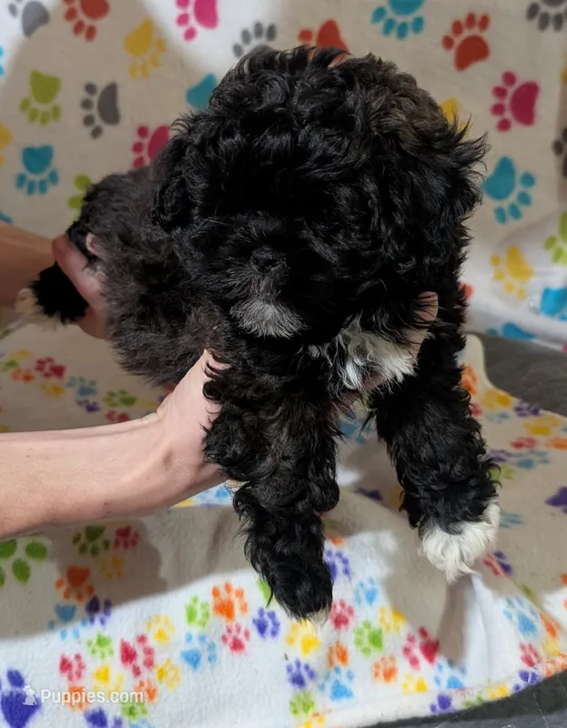 Boy 2 – Shih Tzu, Poodle - Toy  puppy for sale in Dillon, SC