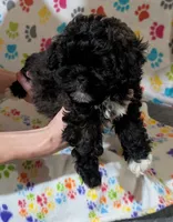 Boy 2, a male Shih Tzu and Poodle - Toy  for sale in Dillon, SC – 1 of 2