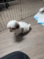 Bo, a male Maltese and Shih Tzu for sale in Dillon, SC – 5 of 5