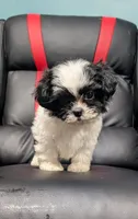 Ivey 3, a female Shih Tzu for sale in Dillon, SC – 2 of 3