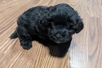Gaia, a female Shih Tzu and Poodle - Toy  for sale in Dillon, SC – 2 of 3