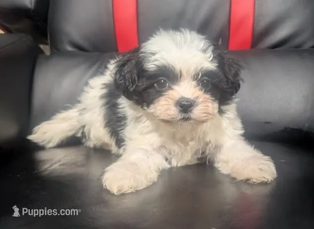 Rowan 1 – Shih Tzu puppy for sale in Dillon, SC