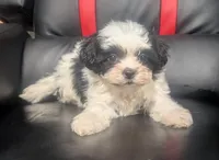Rowan 1, a male Shih Tzu for sale in Dillon, SC – 3 of 3