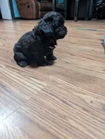 Gaia, a female Shih Tzu and Poodle - Toy  for sale in Dillon, SC – 3 of 3