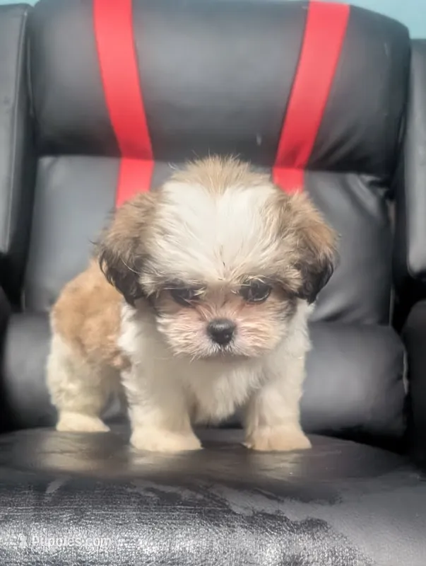 Ivey 2 – Shih Tzu puppy for sale in Dillon, SC