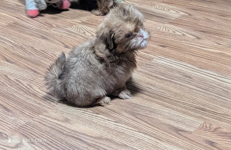 Yellow  – Shih Tzu puppy for sale in Dillon, SC