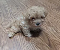 Ragnar, a male Shih Tzu and Poodle - Toy  for sale in Dillon, SC – 2 of 3