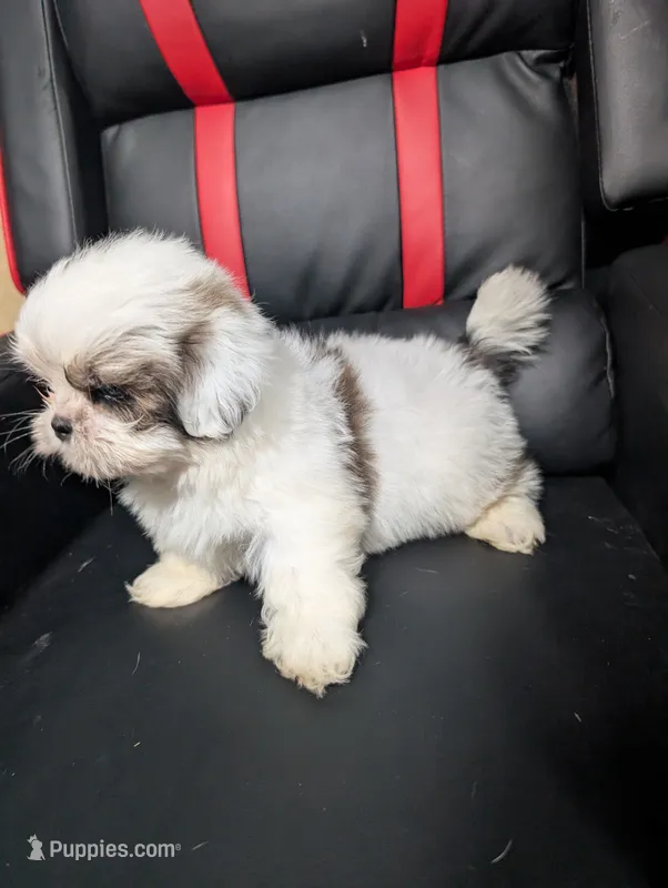 Bo – Maltese, Shih Tzu puppy for sale in Dillon, SC