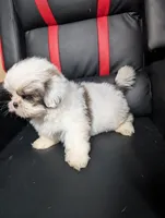 Bo, a male Maltese and Shih Tzu for sale in Dillon, SC – 4 of 5