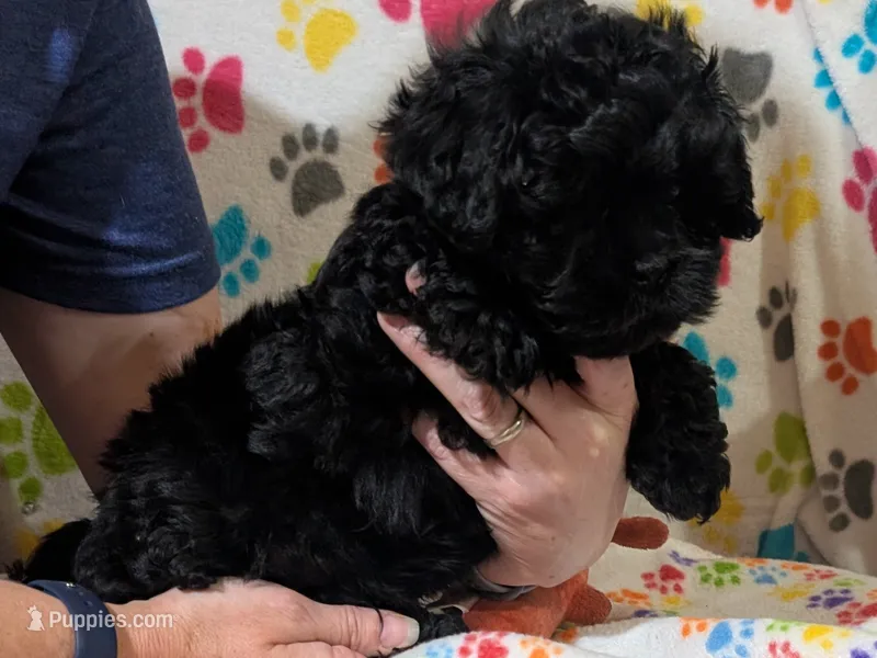 Boy 1 – Shih Tzu, Poodle - Toy  puppy for sale in Dillon, SC