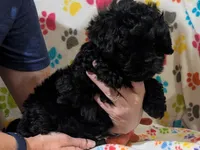 Boy 1, a male Shih Tzu and Poodle - Toy  for sale in Dillon, SC – 1 of 2