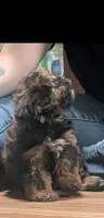 Daisy , a female Shihpoo for sale in Dillon, SC – 2 of 3