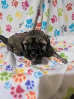 Shih poo male, a male Shih Tzu and Poodle - Toy  for sale in Dillon, SC – Photo 2 of 3