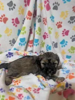 Shih poo male, a male Shih Tzu and Poodle - Toy  for sale in Dillon, SC – Photo 3 of 3